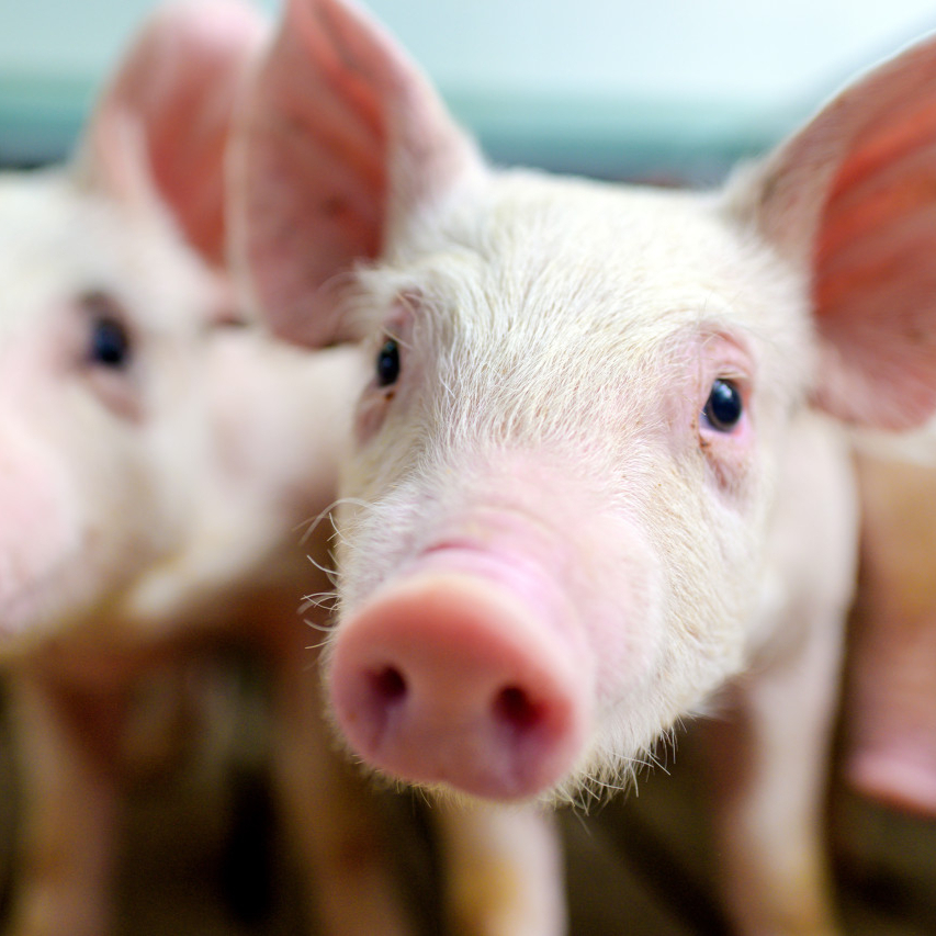 152万头，神农集团去年生猪销售再创新高！净利润由盈转亏，降本增效扩充产能