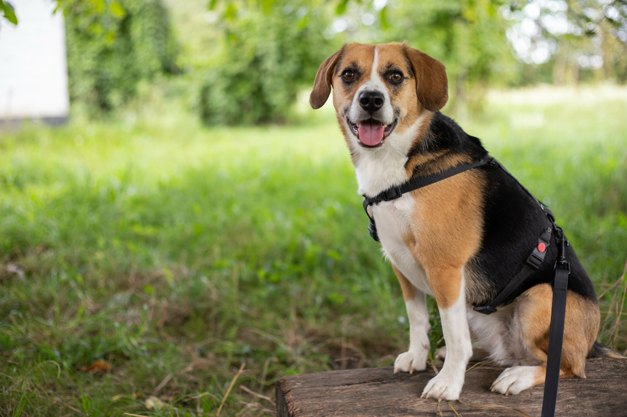 明星收养疑似“实验犬”后，有机构收到领养申请超三千份：“需慎重考虑”