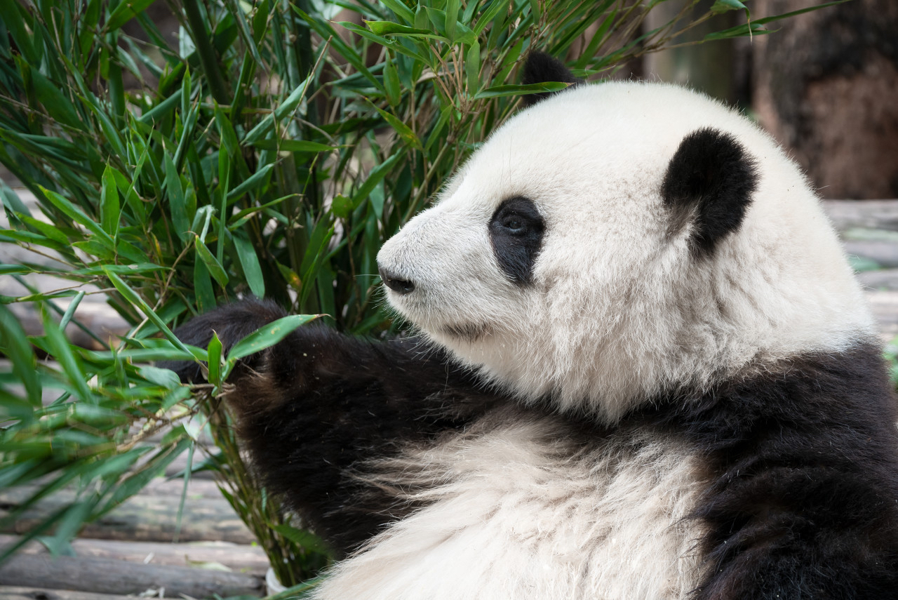 大熊猫出海旅居：一般租期十年，能花也能赚
