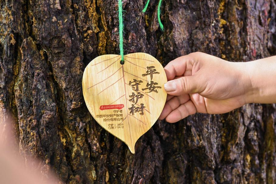 仙果寺1500岁银杏，与这群人签订了长效守护契约