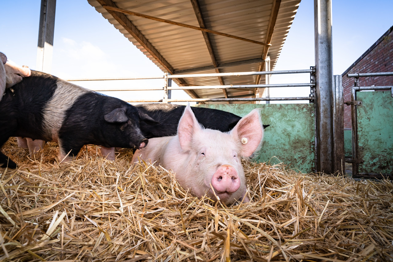 猪价去年跌超20%，“猪茅”牧原股份多卖638万头猪，进账少了34亿元
